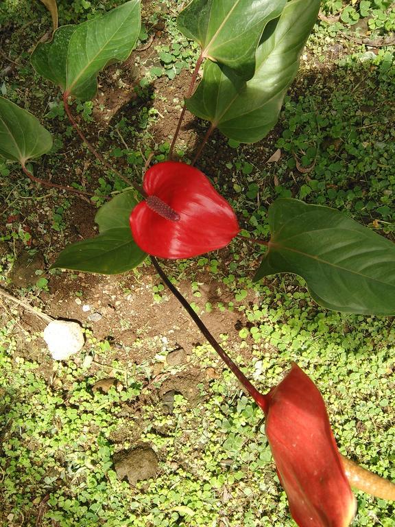 Anthurium Apartment Roseau Exteriér fotografie