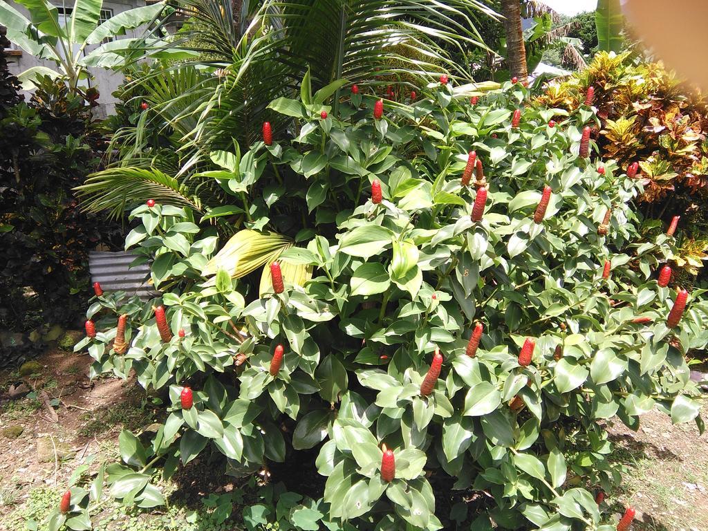 Anthurium Apartment Roseau Exteriér fotografie
